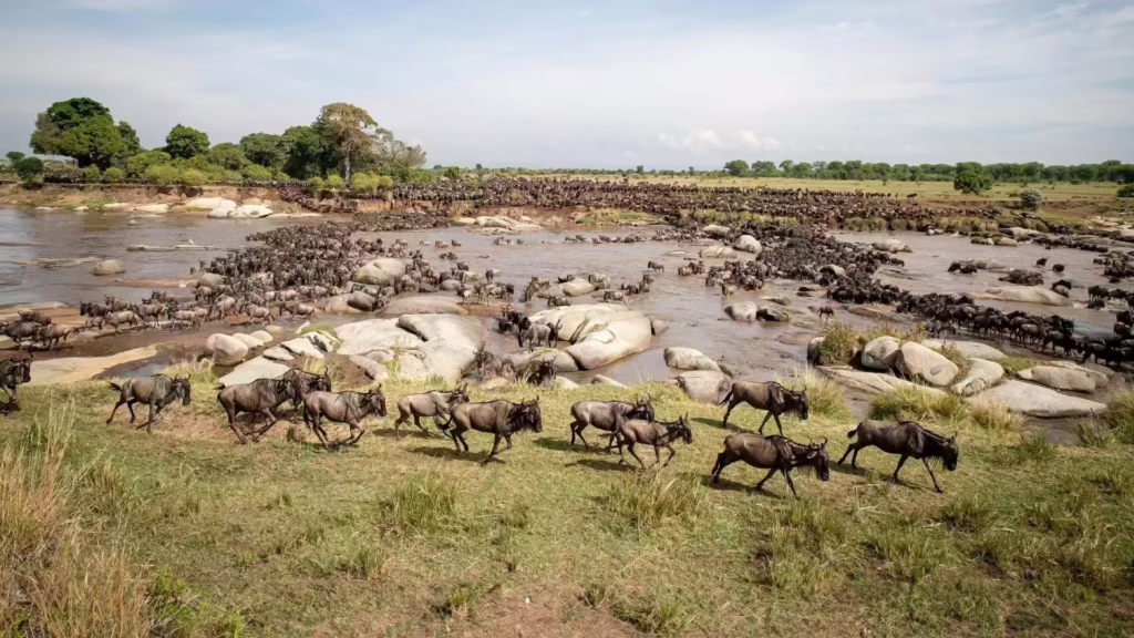 Wildebeest Migration
