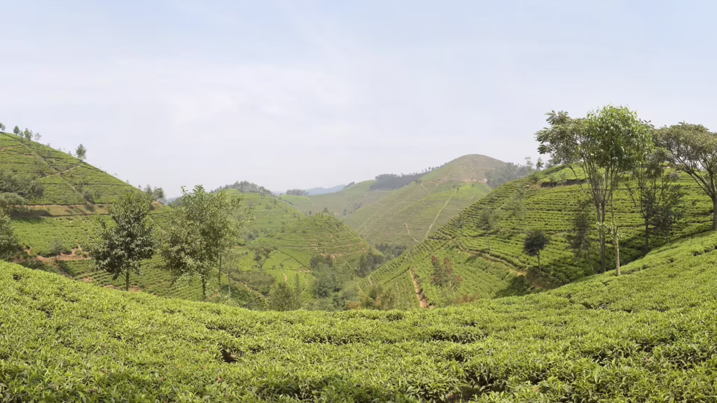 Nyungwe Forest National Park