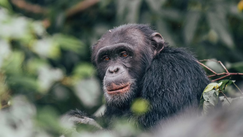 Rubondo Island National Park