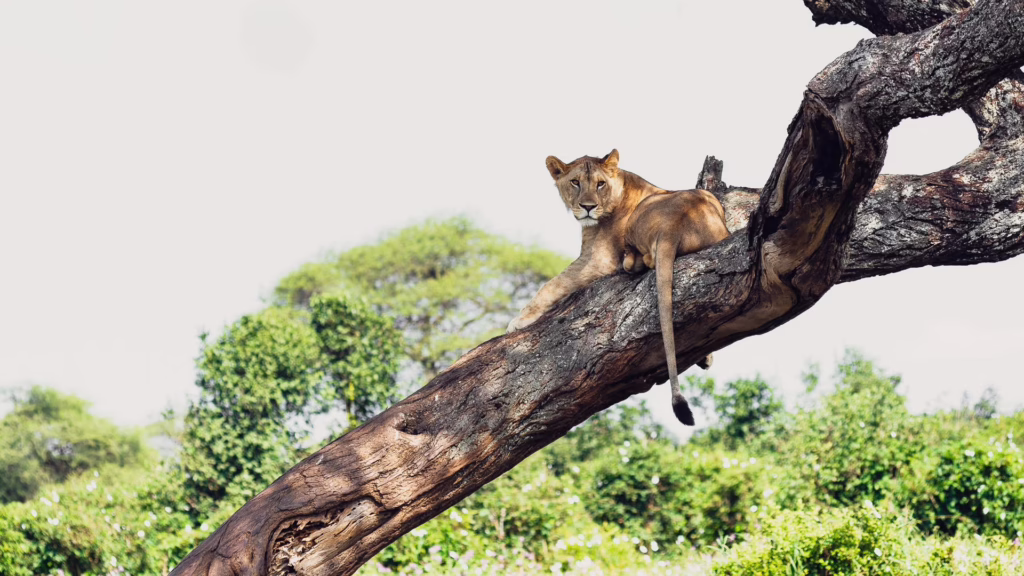 Tarangire National Park