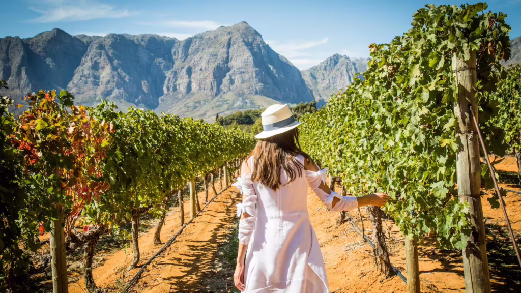 Cape Winelands
