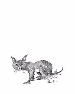 Caracal