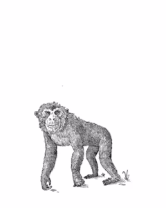 Chimpanzee