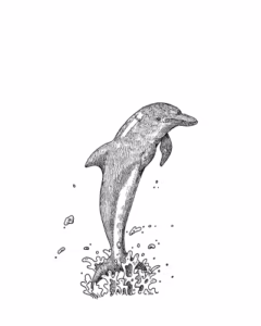 Dolphin