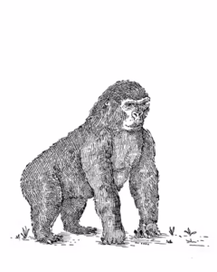 Mountain Gorilla
