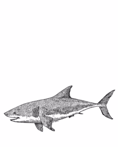 Great White Shark