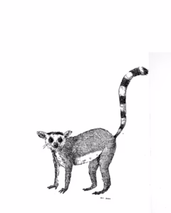 Ring-tailed Lemur