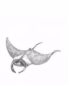 Manta Ray