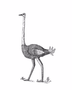 Ostrich