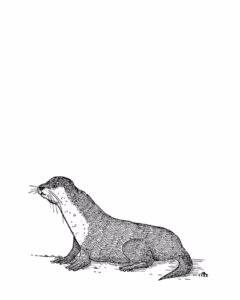 Otter