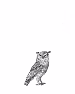 Cape Eagle Owl