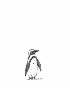 African Penguin