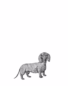 Sausage Dog