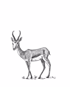 Springbok