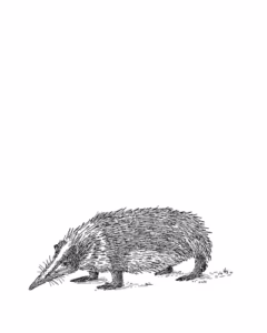 Tenrec