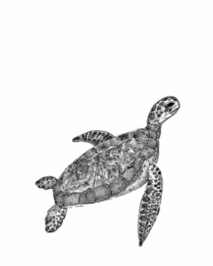 Turtles