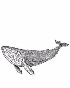 Humpback Whale