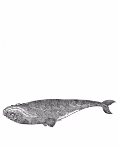 Southern Right Whale