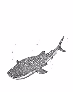 Whale Shark