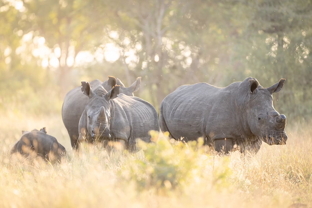 Grasslands – Greater Kruger